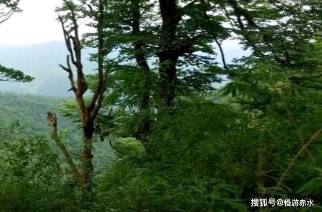妙鸭相机app下载官网